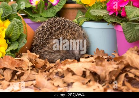 Hedgehog, (Scientific name: Erinaceus Europaeus), wild, native, European hedgehog  emerging from hibernation in early Spring.  With colourful plantpot Stock Photo