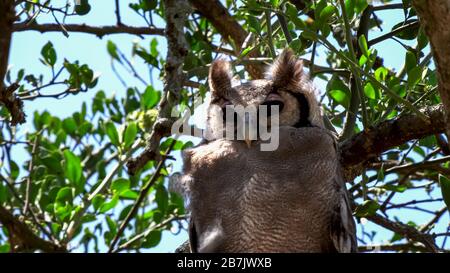 close up of a verreaux's eagle-owl in a tree at serengeti np Stock Photo