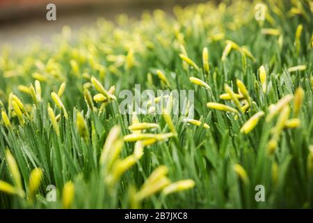 A carpet of daffodils in bud in the rain Stock Photo