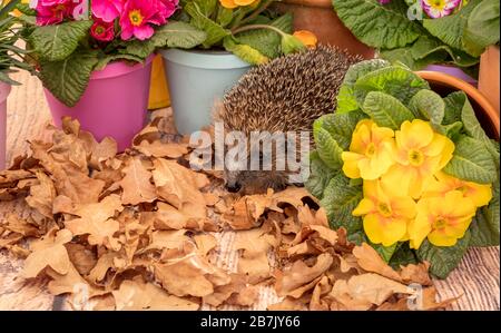 Hedgehog (Scientific name: Erinaceus Europaeus), wild, native, European hedgehog  emerging from hibernation in early Spring.  With colourful plantpots Stock Photo