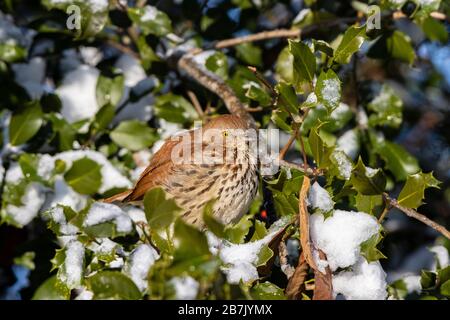 01403-01002 Brown Thrasher (Toxostoma rufum) in holly tree in winter Marion Co. IL Stock Photo