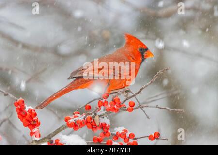 01530-23305 Northern Cardinal (Cardinalis cardinalis )male in Winterberry bush (Ilex verticillata) in winter Marion Co. IL Stock Photo