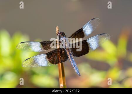 06622-00607 Widow Skimmer (Libellula luctosa) male Marion Co. IL Stock Photo