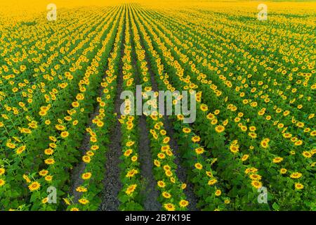 63801-15204 Aerial view of sunflower field Sam Parr State Park Jasper Co. IL Stock Photo
