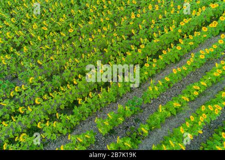 63801-15208 Aerial view of sunflower field Sam Parr State Park Jasper Co. IL Stock Photo