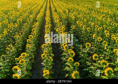 63801-15220 Aerial view of sunflower field Sam Parr State Park Jasper Co. IL Stock Photo