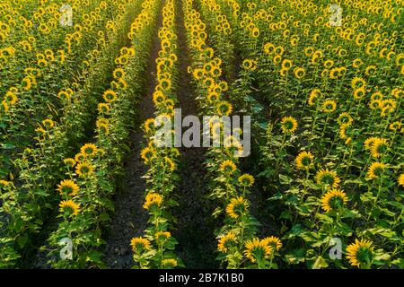 63801-15302 Aerial view of sunflower field Sam Parr State Park Jasper Co. IL Stock Photo
