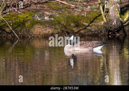 a Canada  goose swims calmly over a small pond in northern Germany Stock Photo