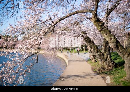 Cherry blossoms attract visitors in Chongqing, China, 2 March, 2025 ...