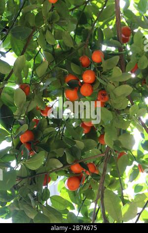 A bunch of Calamondin Oranges growing on an orange tree Stock Photo