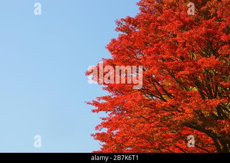 Kikuchi Gorge, Kumamoto Prefecture, Japan Stock Photo