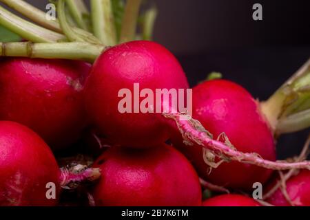 Super close up of a radish resting on a group of vibrant red radishes. Still life studio shot of vegetable contrasted against a dark background. Stock Photo