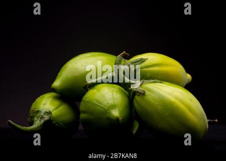 Jilo Scarlet. African Eggplant Stock Image - Image of green, garden:  82840789