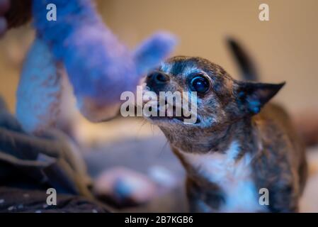 a white chihuahua defending his bone Stock Photo