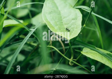 Closeup image of an ant on green leaves in the forest Stock Photo