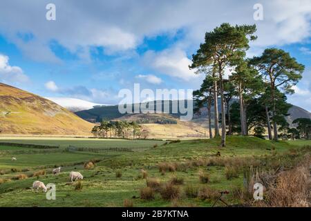 Pinus sylvestris. Scots pine trees along the tweed valley in the scottish border countryside. Scotland Stock Photo