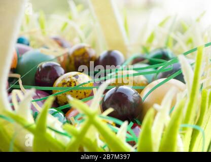Multicolored painted Easter eggs in hand basket Stock Photo