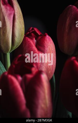 Pink tulips in bloom on a black background Stock Photo