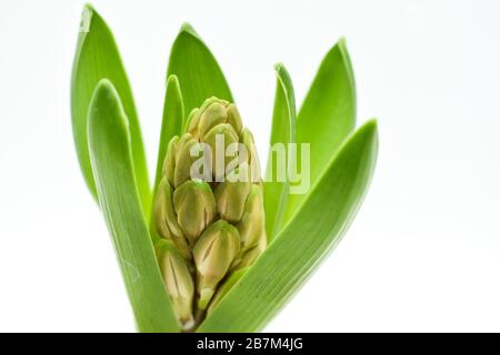 Growing hyacinth flower bulb in pot isolated on white background Stock Photo