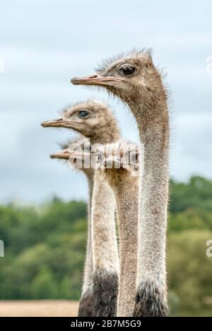 Group of adult Ostrich at the ostrich farm Striegistal in Saxony, Germany Stock Photo
