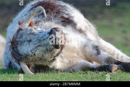 English longhorn cow (Bos taurus), part of a conservation grazing programme, lying on its side to rest, RSPB Arne, Dorset, October. Stock Photo