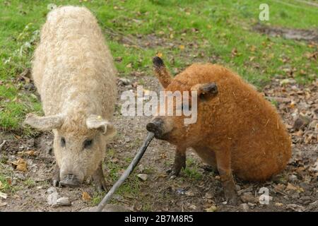 Two Mangalica / Woolly pigs (Sus scrofa domestica), a Hungarian breed, foraging in a muddy free-range pen, with one playing with a stick, Dorset, UK, Stock Photo