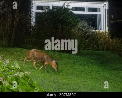 Reeve’s muntjac deer / Barking deer (Muntiacus reevesi) doe crossing a garden lawn at night close to a house, Wiltshire, UK, January.  Taken by a remo Stock Photo