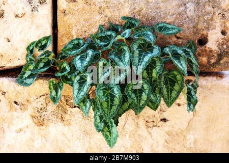 Green Leaves Growing Through Brick Wall Beautiful Nature Summer Picture Old Brick Wall Rock Natural Background Wallpaper Stock Photo