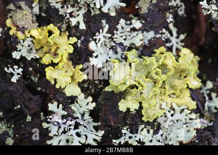 Vulpicida pinastri, commonly called the Powdered Sunshine Lichen Stock Photo