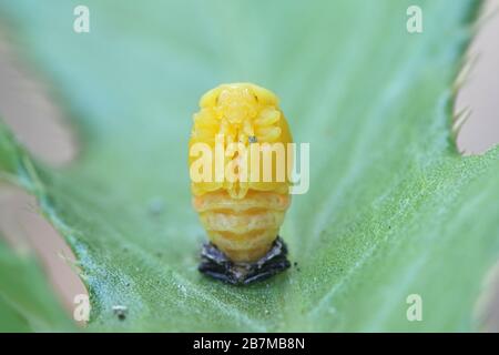 Coccinella septempunctata, the seven-spot ladybird (or, in North America, seven-spotted ladybug, shedding larval skin Stock Photo