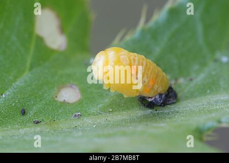 Coccinella septempunctata, the seven-spot ladybird (or, in North America, seven-spotted ladybug, shedding larval skin Stock Photo