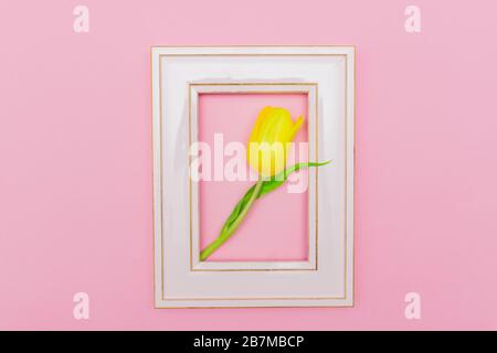 Yellow Tulip in a pink frame on a pastel background. Creative layout made with flowers and photo frame. Spring minimal concept. Stock Photo