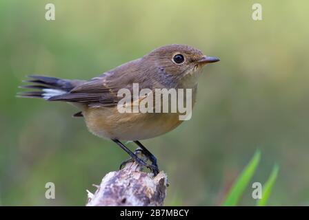 Young female Red-breasted flycatcher (ficedula parva) graceful posing on small stump with clean background Stock Photo