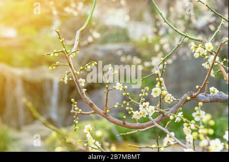 tokyo, japan - march 13 2020: Plum trees in bloom on a bokeh background in the Yushima-Tenmangu shrine of Okachimachi dedicated to Sugawara no Michiza Stock Photo