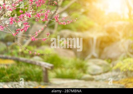 tokyo, japan - march 13 2020: Plum trees in bloom on a bokeh background in the Yushima-Tenmangu shrine of Okachimachi dedicated to Sugawara no Michiza Stock Photo