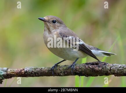 Female European pied flycatcher (ficedula hypoleuca) sits on small twig with clean green grassy background Stock Photo