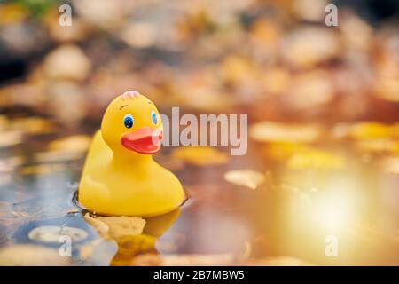 Duck toy in autumn puddle with leaves. Autumn symbol in city park. Fairweather or cloudy weather concept. Stock Photo