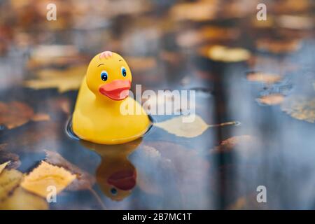 Duck toy in autumn puddle with leaves. Autumn symbol in city park. Fairweather or cloudy weather concept. Stock Photo