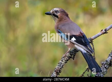 Curious Eurasian Jay (garrulus glandarius) turns her back on a lichen and mossy stump in the autumn forest Stock Photo