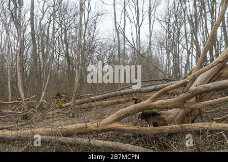 Fallen trees after the storm in a deciduous forest Stock Photo