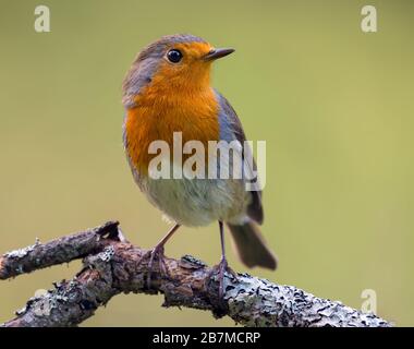 Adult European robin (erithacus rubecula) posing on a lichen perch with green background in evening light Stock Photo