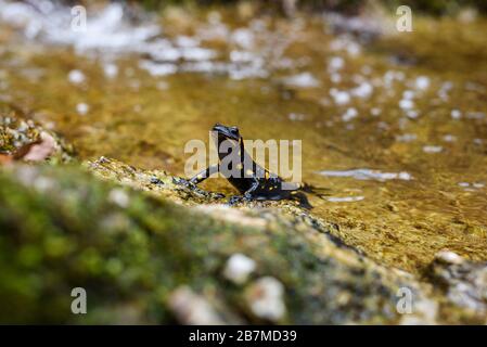 Portrait of fire salamander in river water stream natural environment. Small orange black amphibian lizard in natural habitat close-up macro shot. Vrh Stock Photo