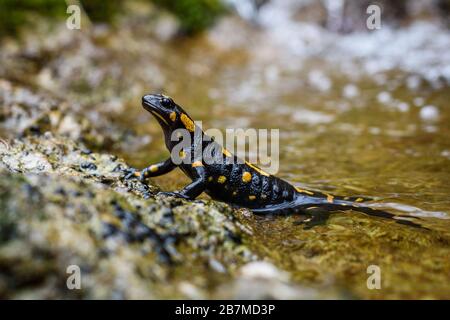 Portrait of fire salamander in river water stream natural environment. Small orange black amphibian lizard in natural habitat close-up macro shot. Vrh Stock Photo