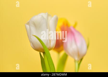 Tulips on a yellow background. Close up. Stock Photo