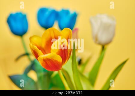 Tulips multi-colored bouquet on a yellow background. Close up. Stock Photo