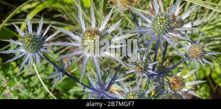 Flowers of Eryngium bourgatii - Mediterranean sea holly) Stock Photo