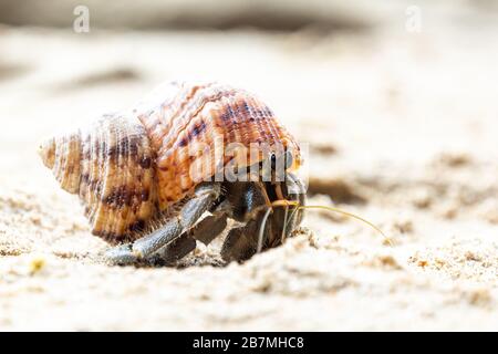 A hermit crab in its shell Stock Photo
