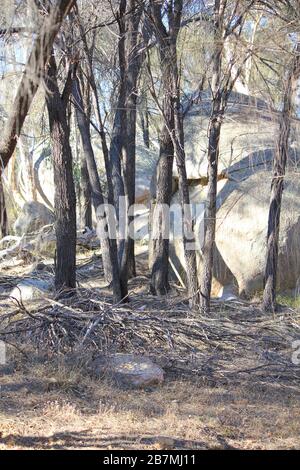 sandstone boulders , Woodland magic at foxes lair Narrogin Stock Photo