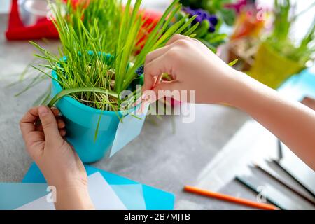 Childrens hands near a light blue pot with a green plant. Stock Photo