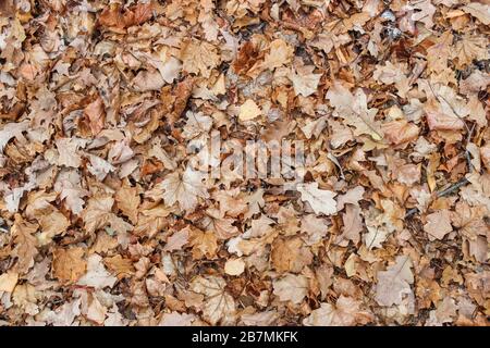 Dry autumn leaves on the ground as a background Stock Photo